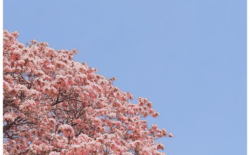 日本和墨西哥的区别（日本和墨西哥时差）